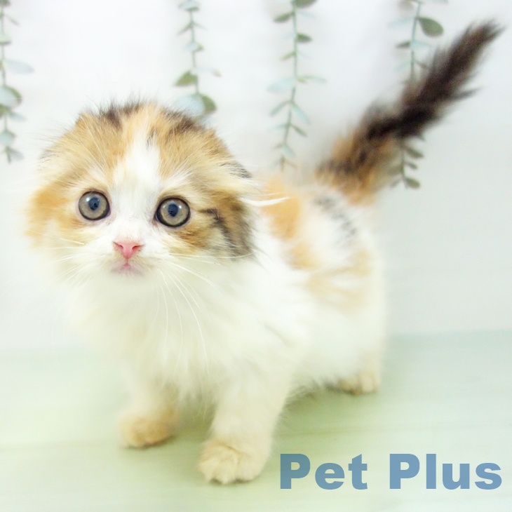愛知県のスコティッシュフォールド (ペットプラス mozoワンダーシティ店/2025年8月26日生まれ/女の子/キャリコ)の子猫の1枚目の画像