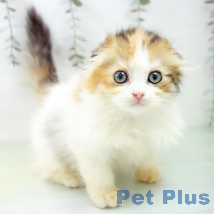愛知県のスコティッシュフォールド (ペットプラス mozoワンダーシティ店/2025年8月26日生まれ/女の子/キャリコ)の子猫の2枚目の画像