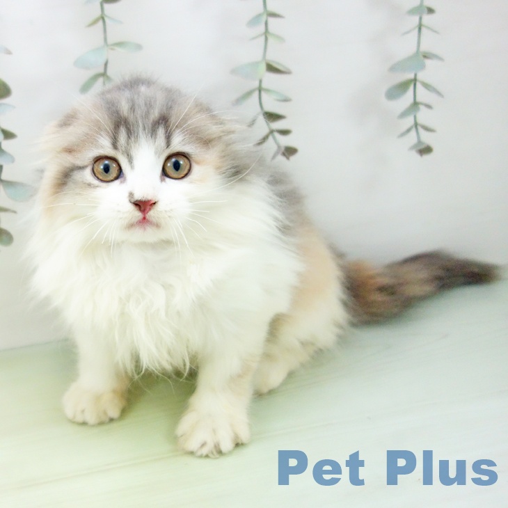 愛知県のスコティッシュフォールド (ペットプラス イオンモール長久手店/2025年8月26日生まれ/女の子/ブルーパッチドタビーホワイト)の子猫の1枚目の画像