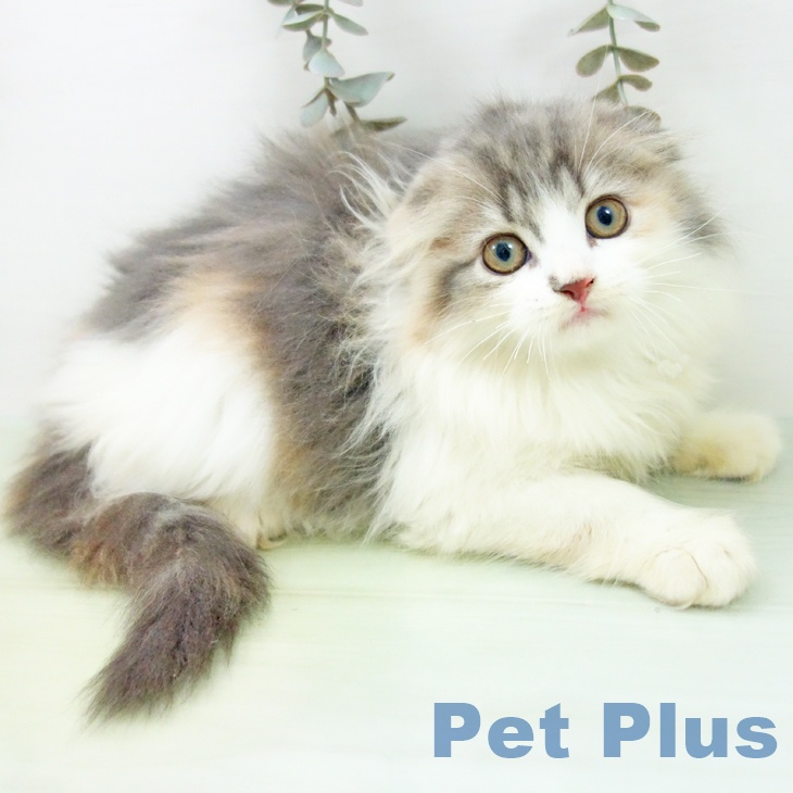 愛知県のスコティッシュフォールド (ペットプラス イオンモール長久手店/2025年8月26日生まれ/女の子/ブルーパッチドタビーホワイト)の子猫の2枚目の画像