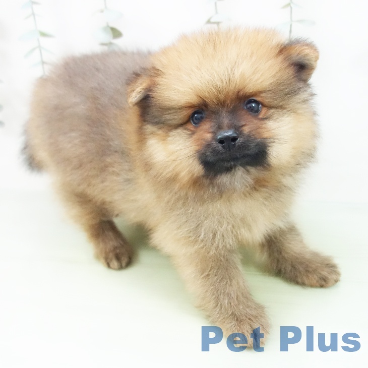 三重県のポメラニアン (ペットプラス 東員店/2025年8月28日生まれ/男の子/オレンジ)の子犬の1枚目の画像
