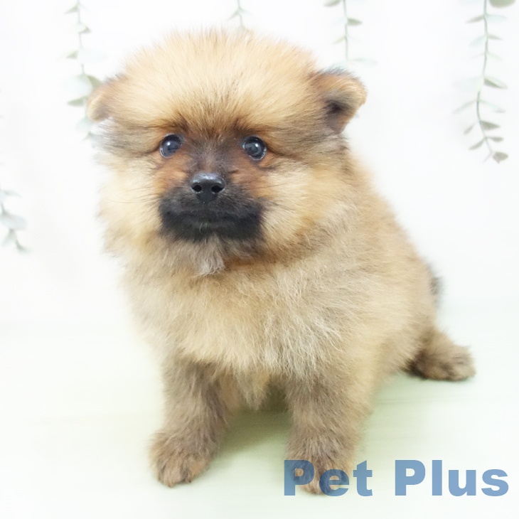 三重県のポメラニアン (ペットプラス 東員店/2025年8月28日生まれ/男の子/オレンジ)の子犬の2枚目の画像