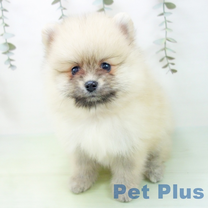 愛知県のポメラニアン (ペットプラス mozoワンダーシティ店/2025年8月28日生まれ/男の子/クリームセーブル)の子犬の1枚目の画像