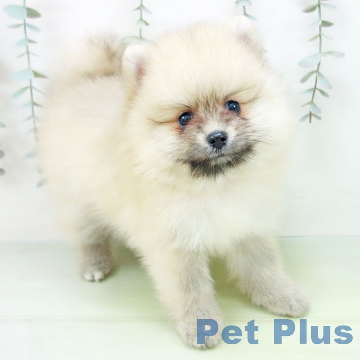 愛知県のポメラニアン (ペットプラス mozoワンダーシティ店/2025年8月28日生まれ/男の子/クリームセーブル)の子犬の2枚目の画像