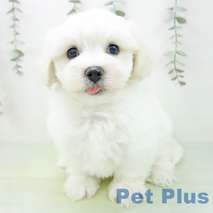 マルチーズの写真2