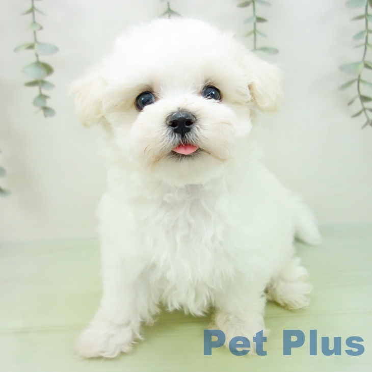 マルチーズの写真2