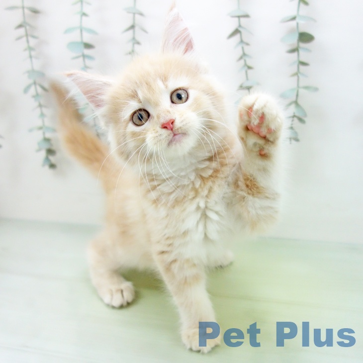 愛知県のメインクーン (ペットプラス mozoワンダーシティ店/2025年8月21日生まれ/女の子/クリームタビー)の子猫の1枚目の画像