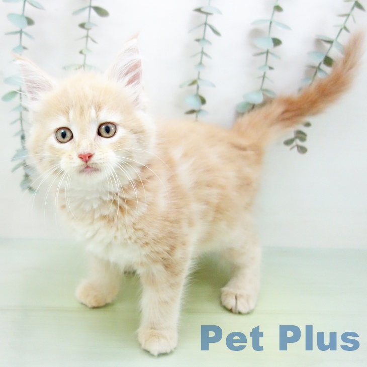 愛知県のメインクーン (ペットプラス mozoワンダーシティ店/2025年8月21日生まれ/女の子/クリームタビー)の子猫の2枚目の画像
