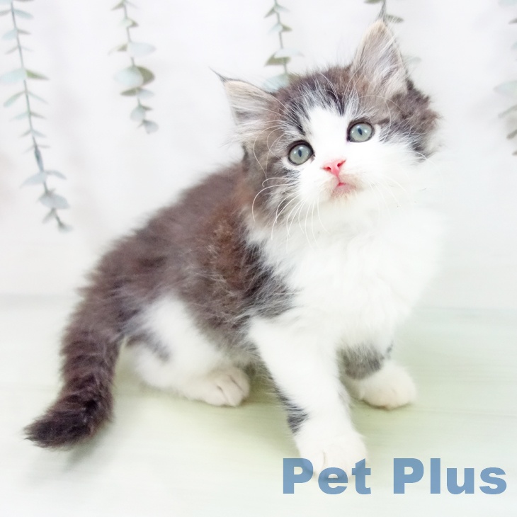 岐阜県のスコティッシュフォールド (ペットプラス 光ケ丘店/2025年8月28日生まれ/男の子/ブラウンタビーホワイト)の子猫の1枚目の画像