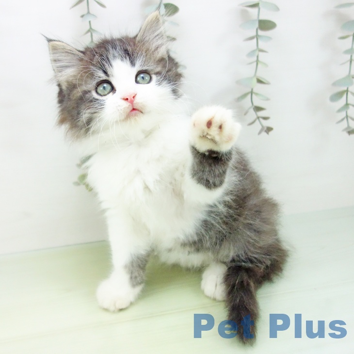 岐阜県のスコティッシュフォールド (ペットプラス 光ケ丘店/2025年8月28日生まれ/男の子/ブラウンタビーホワイト)の子猫の2枚目の画像