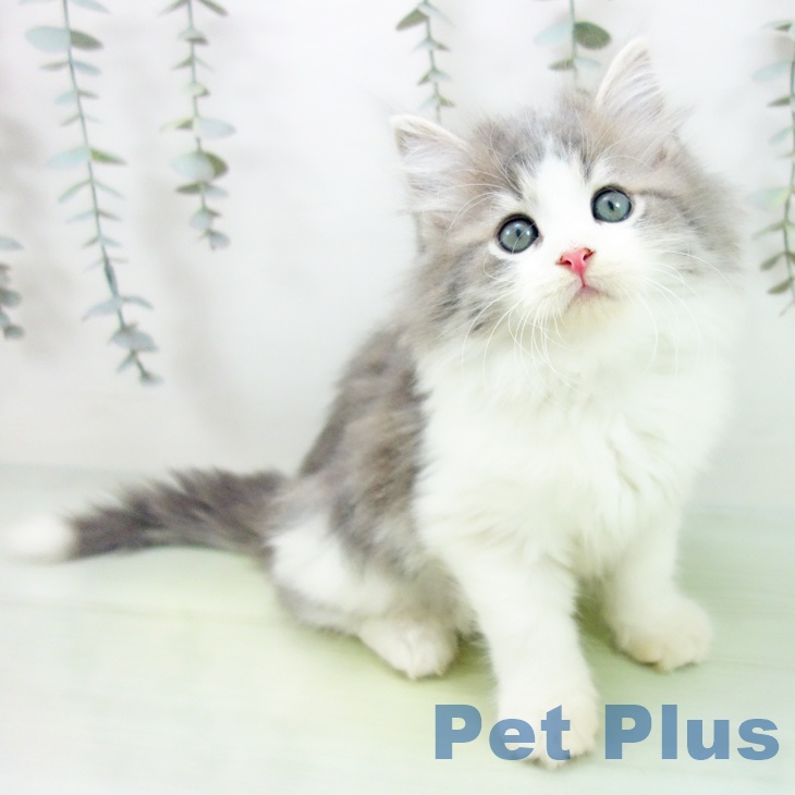 三重県のスコティッシュフォールド (ペッツワン 桑名店/2025年8月28日生まれ/男の子/ブルータビーホワイト)の子猫の1枚目の画像