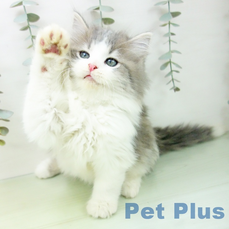 三重県のスコティッシュフォールド (ペッツワン 桑名店/2025年8月28日生まれ/男の子/ブルータビーホワイト)の子猫の2枚目の画像