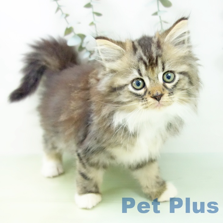 スコティッシュフォールド