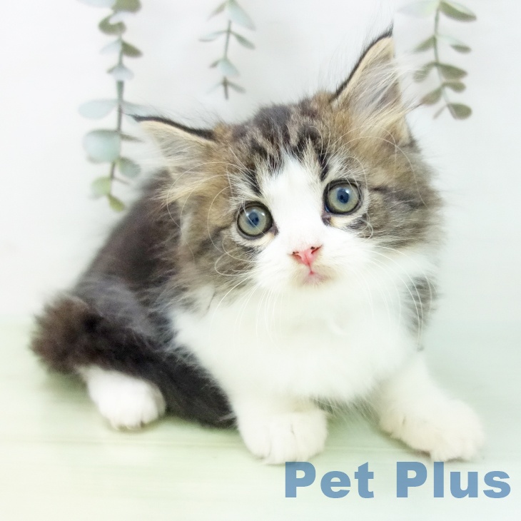 愛知県のスコティッシュフォールド (ペットプラス 東浦店/2025年8月28日生まれ/女の子/ブラウンタビーホワイト)の子猫の1枚目の画像
