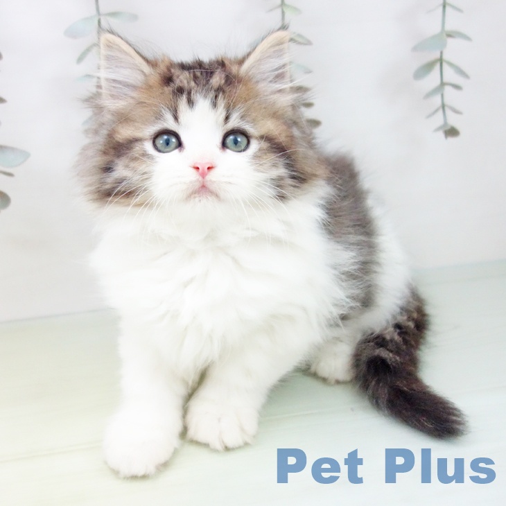 愛知県のスコティッシュフォールド (ペットプラス イオンモール豊川店/2025年8月28日生まれ/女の子/ブラウンタビーホワイト)の子猫の1枚目の画像