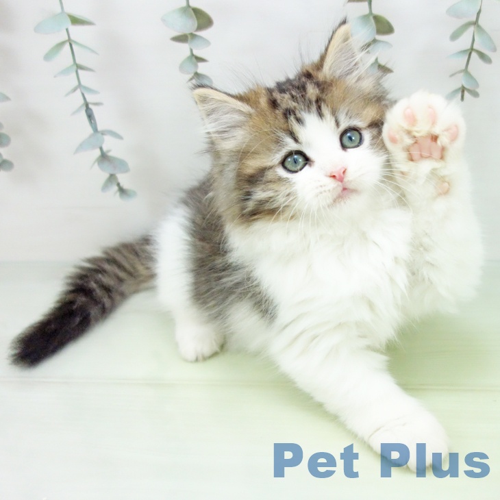 愛知県のスコティッシュフォールド (ペットプラス イオンモール豊川店/2025年8月28日生まれ/女の子/ブラウンタビーホワイト)の子猫の2枚目の画像