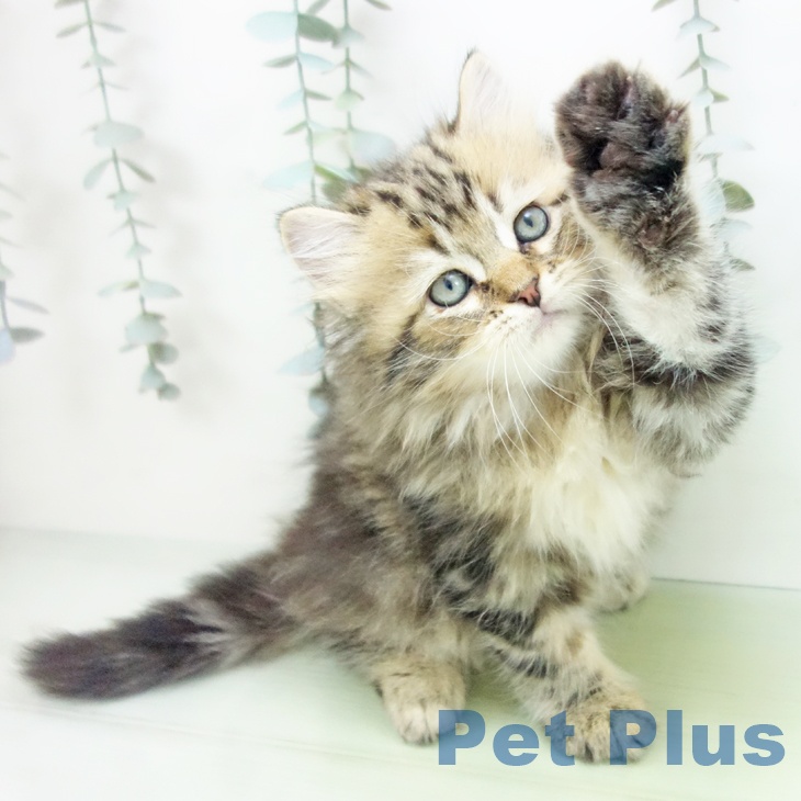 愛知県のラガマフィン (ペットプラス 名古屋茶屋店/2025年8月28日生まれ/男の子/ブラウンタビー)の子猫の1枚目の画像