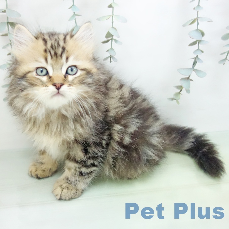 愛知県のラガマフィン (ペットプラス 名古屋茶屋店/2025年8月28日生まれ/男の子/ブラウンタビー)の子猫の2枚目の画像