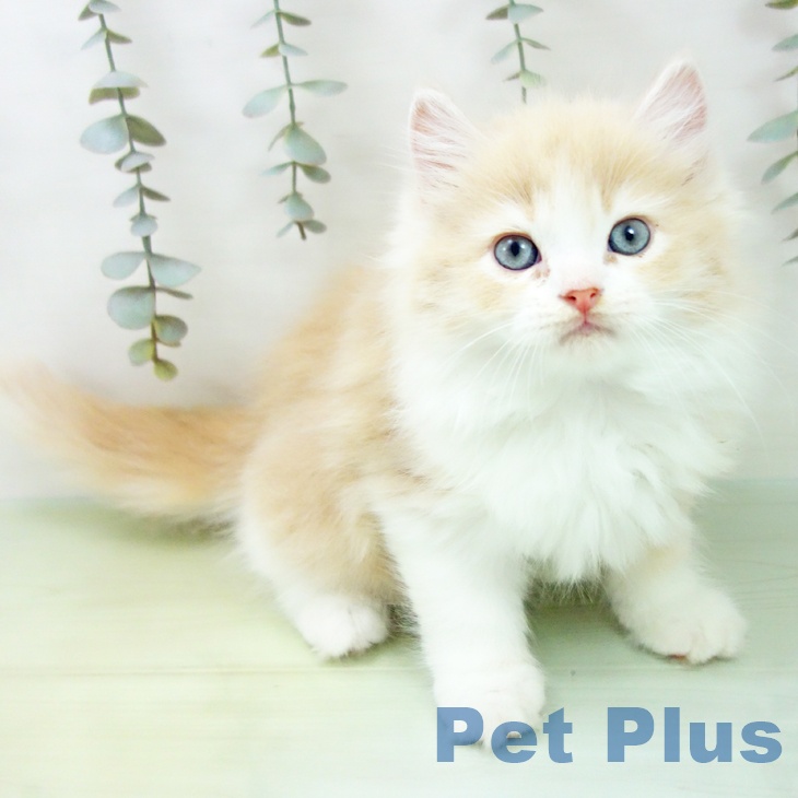 愛知県のラガマフィン (ペットプラス 岡崎店/2025年8月28日生まれ/男の子/クリームタビーホワイト)の子猫の1枚目の画像