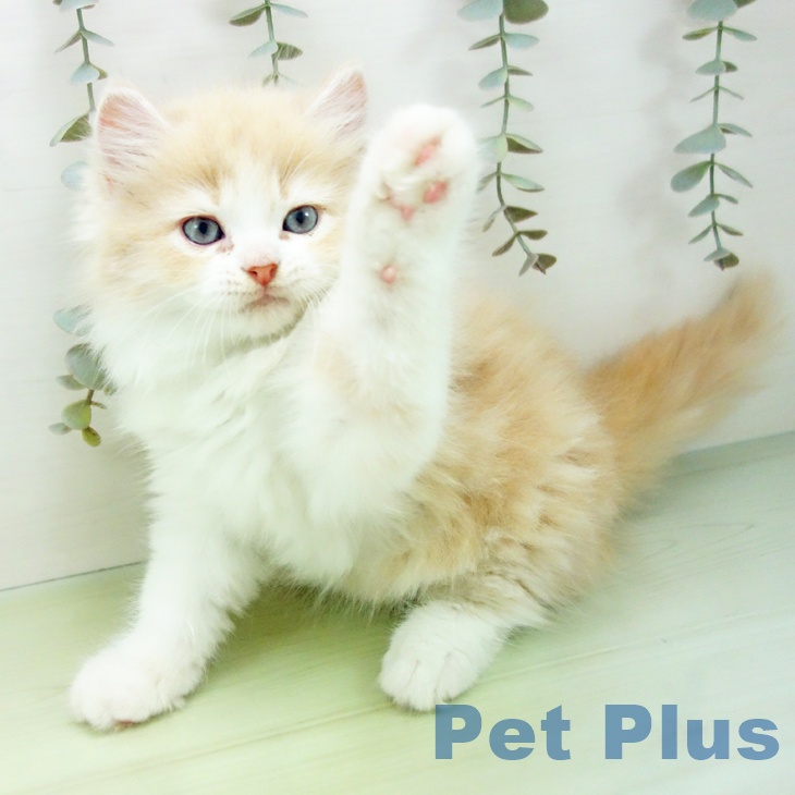 愛知県のラガマフィン (ペットプラス 岡崎店/2025年8月28日生まれ/男の子/クリームタビーホワイト)の子猫の2枚目の画像