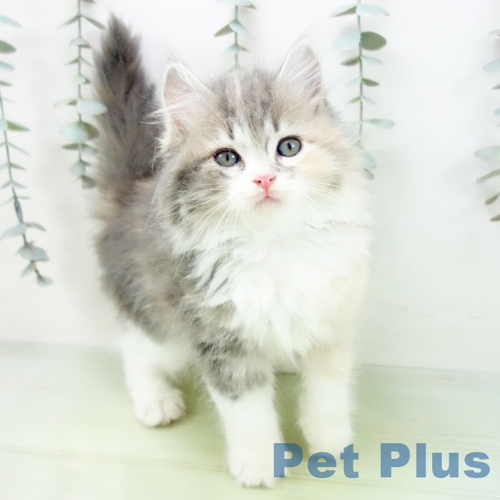 石川県のラガマフィン (ペットプラス 新小松店/2025年8月28日生まれ/女の子/ブルーパッチドタビーホワイト)の子猫の1枚目の画像
