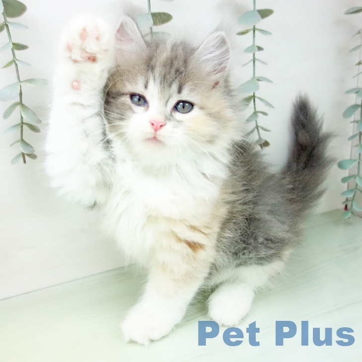 石川県のラガマフィン (ペットプラス 新小松店/2025年8月28日生まれ/女の子/ブルーパッチドタビーホワイト)の子猫の2枚目の画像