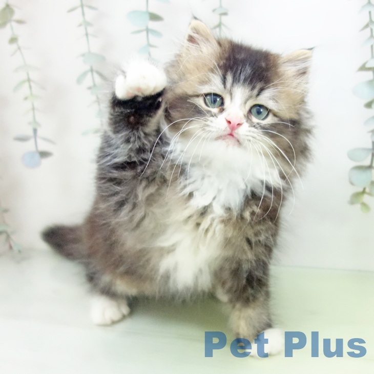 ラガマフィンの写真2