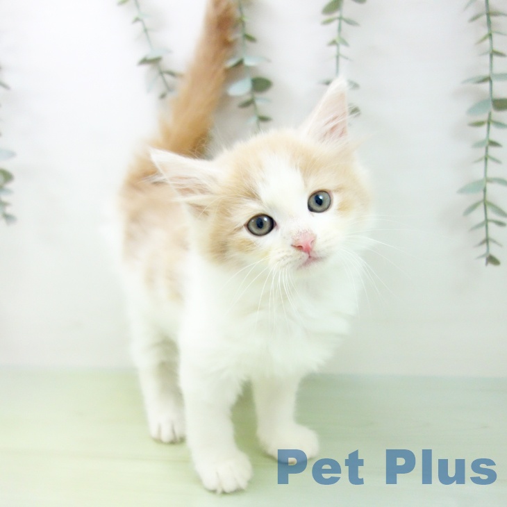 愛知県のノルウェージャンフォレストキャット (ペットプラス ナゴヤドーム前店/2025年8月29日生まれ/男の子/クリームタビーホワイト)の子猫の1枚目の画像