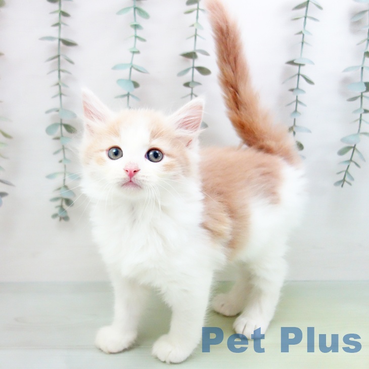 愛知県のノルウェージャンフォレストキャット (ペットプラス ナゴヤドーム前店/2025年8月29日生まれ/男の子/クリームタビーホワイト)の子猫の2枚目の画像