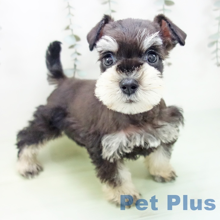 ミニチュア・シュナウザー