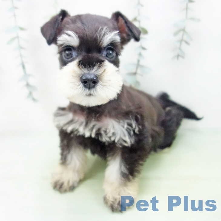 ミニチュア・シュナウザーの写真2