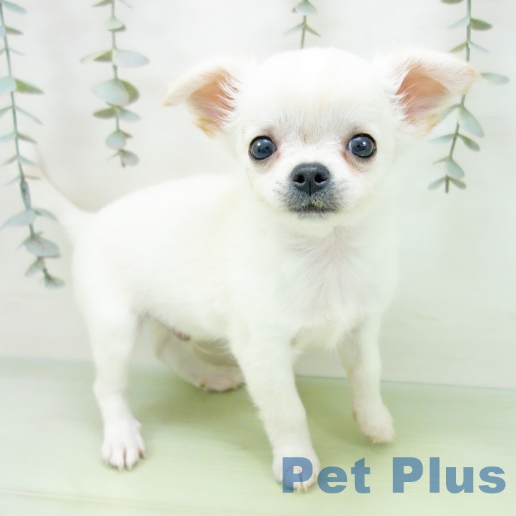 三重県のチワワ(ロング) (ペットプラス 鈴鹿店/2025年8月27日生まれ/男の子/クリームホワイト)の子犬の1枚目の画像