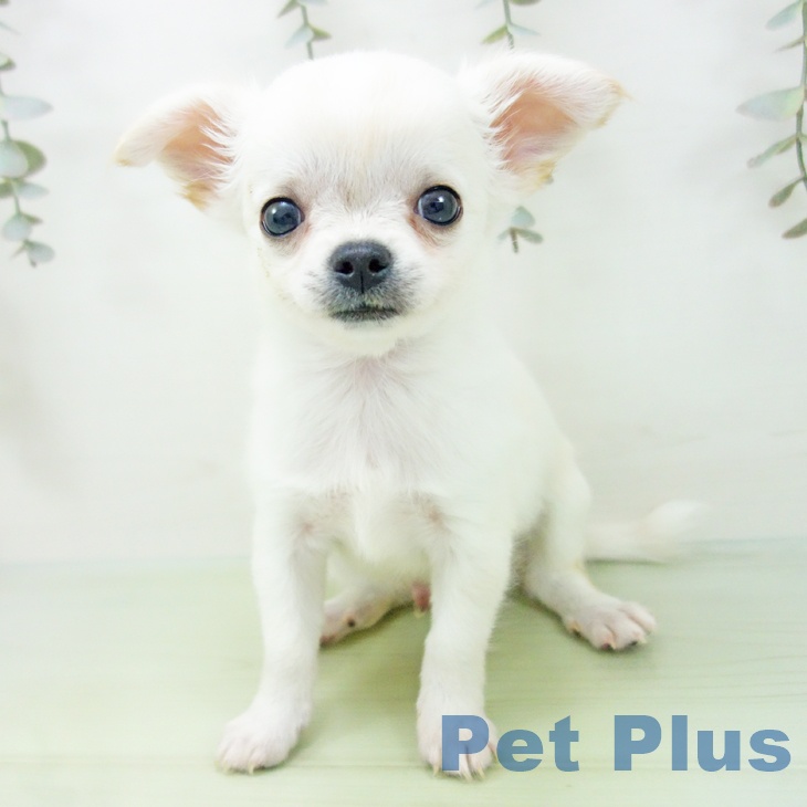三重県のチワワ(ロング) (ペットプラス 鈴鹿店/2025年8月27日生まれ/男の子/クリームホワイト)の子犬の2枚目の画像