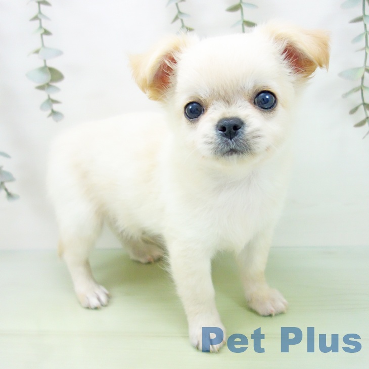 愛知県のチワワ(ロング) (ペットプラス 名古屋茶屋店/2025年8月26日生まれ/男の子/クリーム)の子犬の1枚目の画像