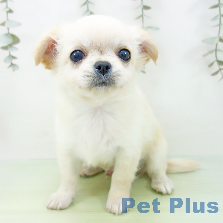愛知県のチワワ(ロング) (ペットプラス 名古屋茶屋店/2025年8月26日生まれ/男の子/クリーム)の子犬の2枚目の画像
