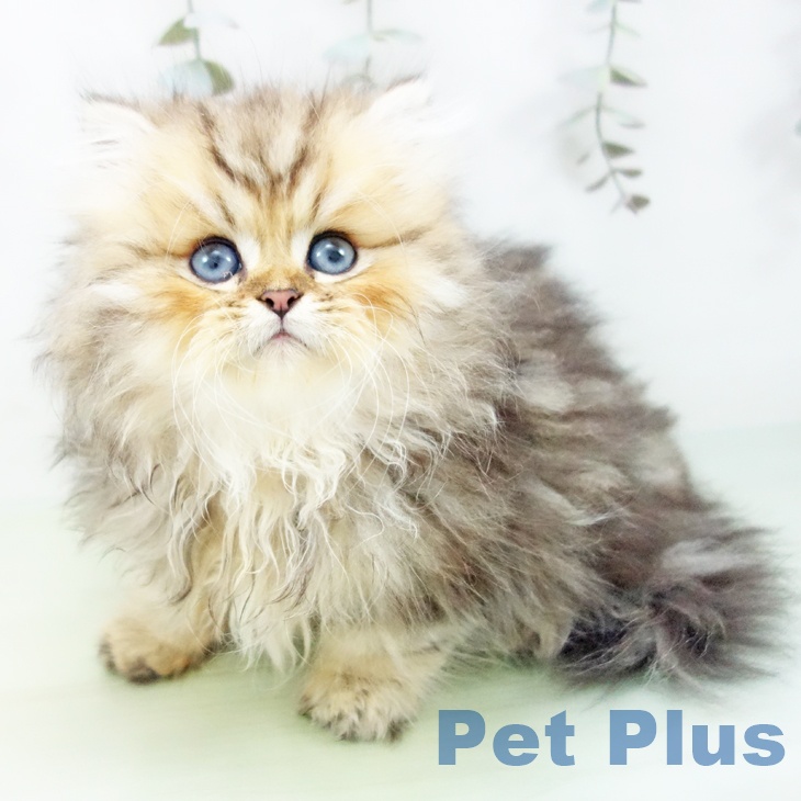 愛知県のペルシャ (ペットプラス ナゴヤドーム前店/2025年8月20日生まれ/男の子/シェーデットゴールデン)の子猫の1枚目の画像