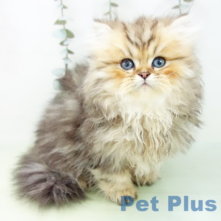 愛知県のペルシャ (ペットプラス ナゴヤドーム前店/2025年8月20日生まれ/男の子/シェーデットゴールデン)の子猫の2枚目の画像