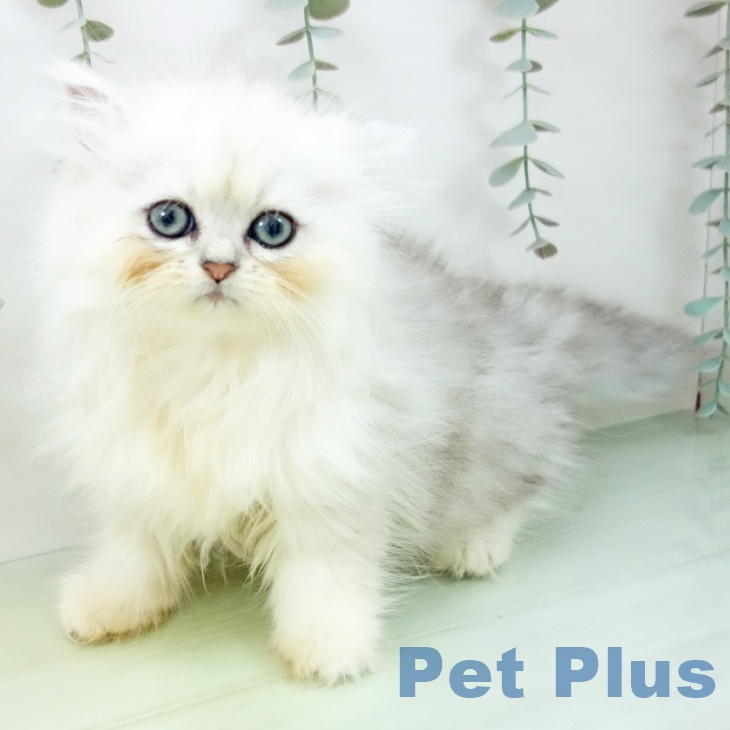 愛知県のペルシャ (ペットプラス mozoワンダーシティ店/2025年8月20日生まれ/女の子/シェーデットシルバー)の子猫の2枚目の画像