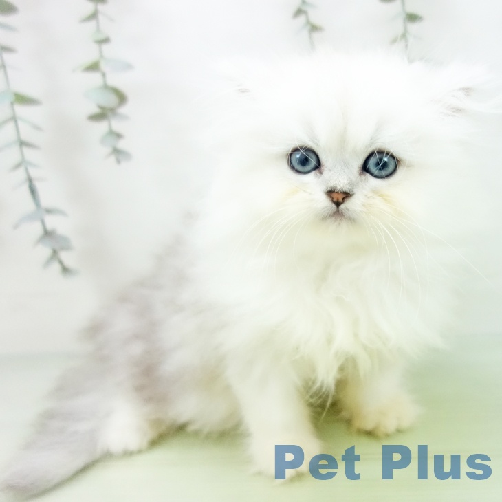 ペルシャの写真2