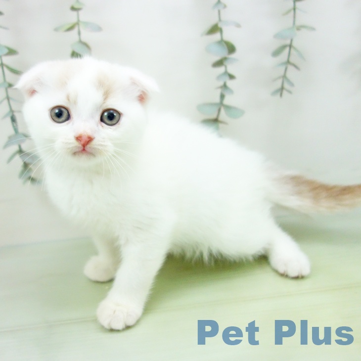愛知県のスコティッシュフォールド (ペットプラス 則武新町店/2025年8月30日生まれ/男の子/クリームタビーホワイト)の子猫の1枚目の画像