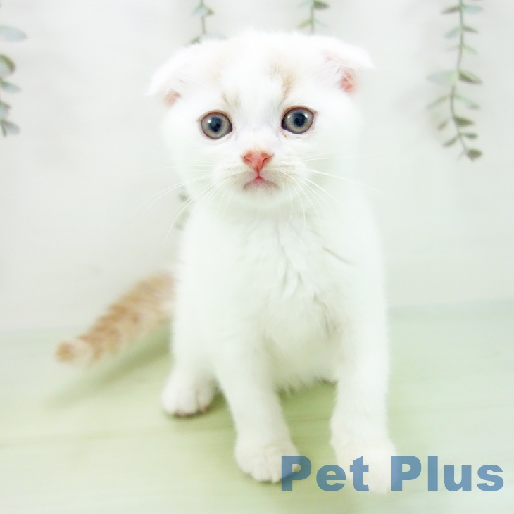 愛知県のスコティッシュフォールド (ペットプラス 則武新町店/2025年8月30日生まれ/男の子/クリームタビーホワイト)の子猫の2枚目の画像