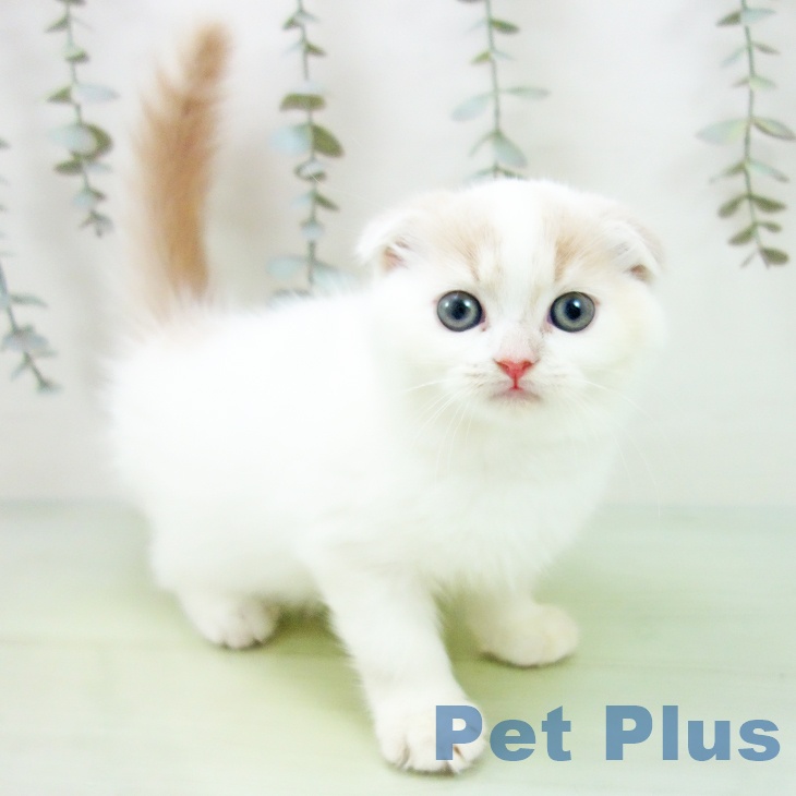岐阜県のスコティッシュフォールド (ペットプラス 各務原店/2025年8月30日生まれ/女の子/クリームタビーホワイト)の子猫の1枚目の画像