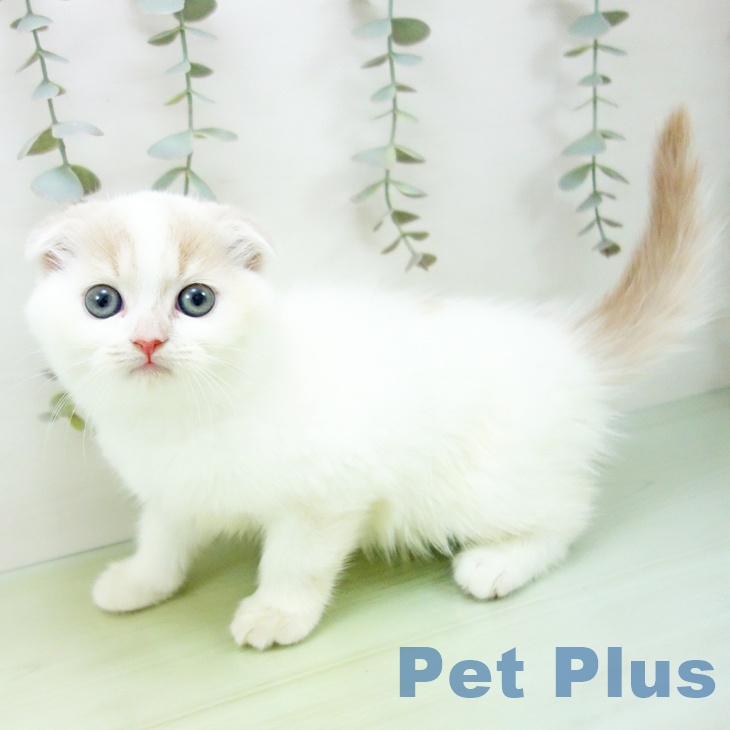 岐阜県のスコティッシュフォールド (ペットプラス 各務原店/2025年8月30日生まれ/女の子/クリームタビーホワイト)の子猫の2枚目の画像