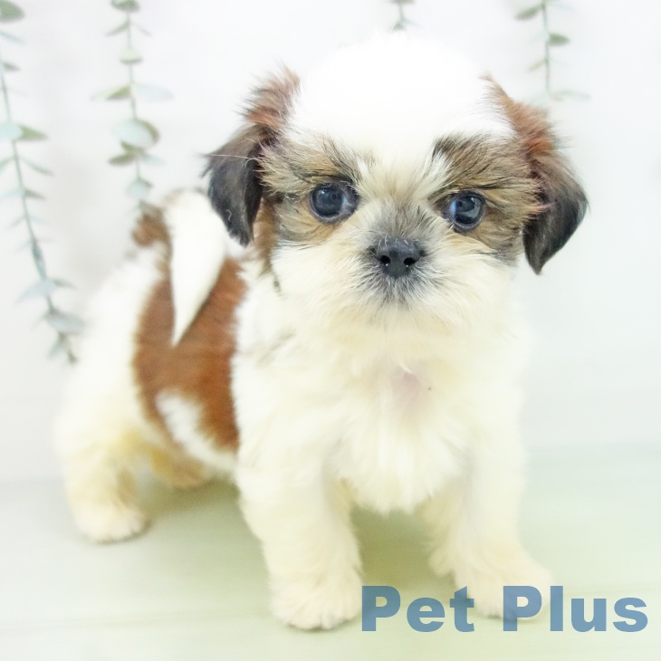 シー・ズーの写真2