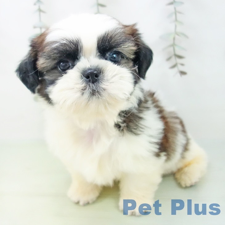 シー・ズーの写真2