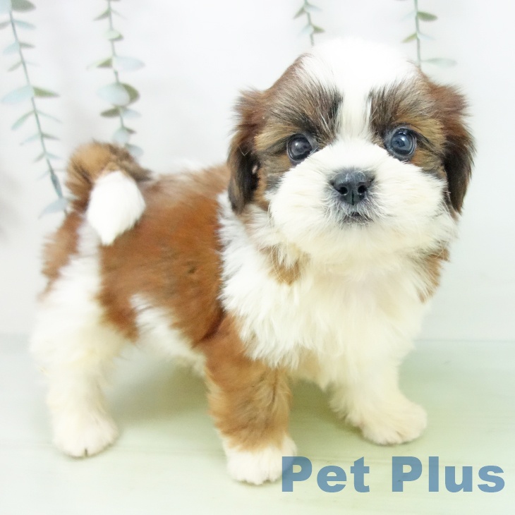 愛知県のシーズー (ペットプラス 名古屋茶屋店/2025年8月29日生まれ/男の子/ゴールドホワイト)の子犬の1枚目の画像
