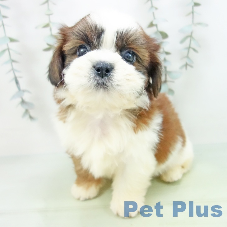 愛知県のシーズー (ペットプラス 名古屋茶屋店/2025年8月29日生まれ/男の子/ゴールドホワイト)の子犬の2枚目の画像