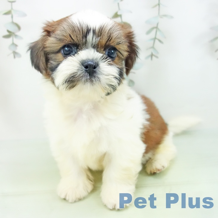 シー・ズーの写真2