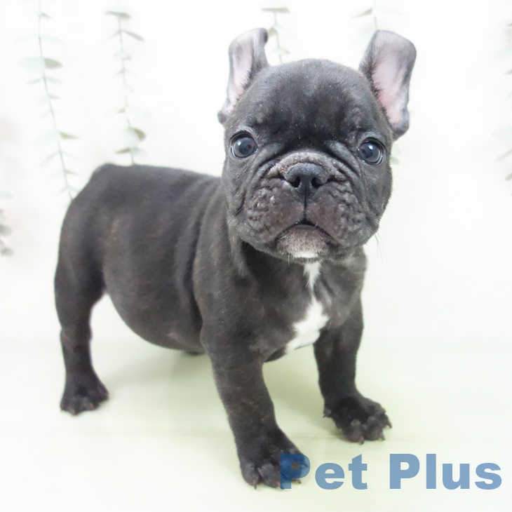 フレンチ・ブルドッグ