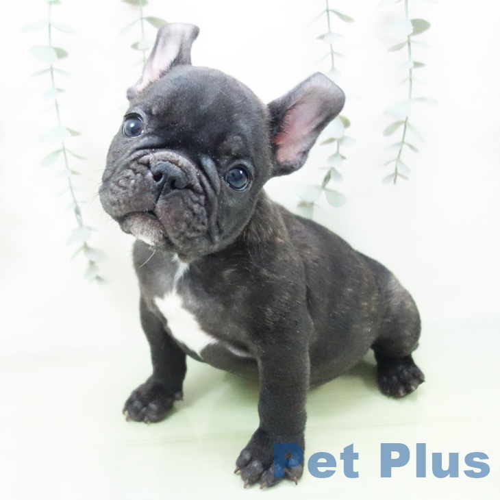 フレンチ・ブルドッグの写真2